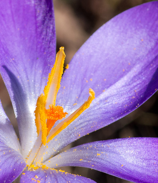 Crocus
