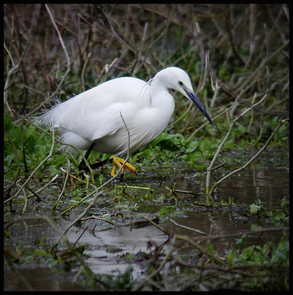 Deep in the marsh, something stirred......