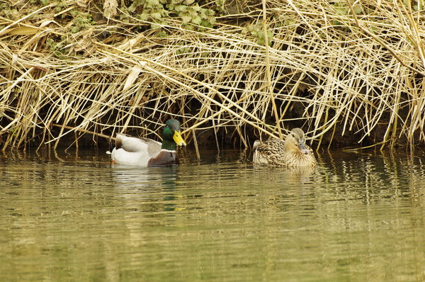 ducks