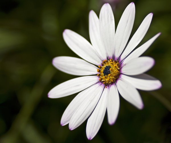 Errr.....flower