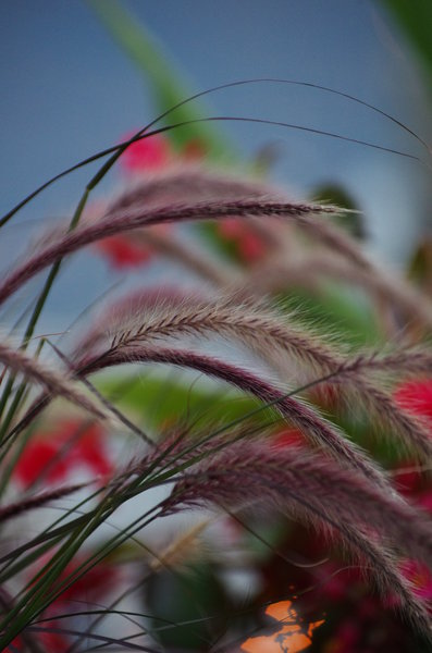 Evening Color
