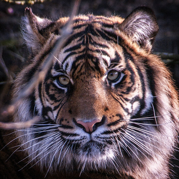 Eye of the Tiger