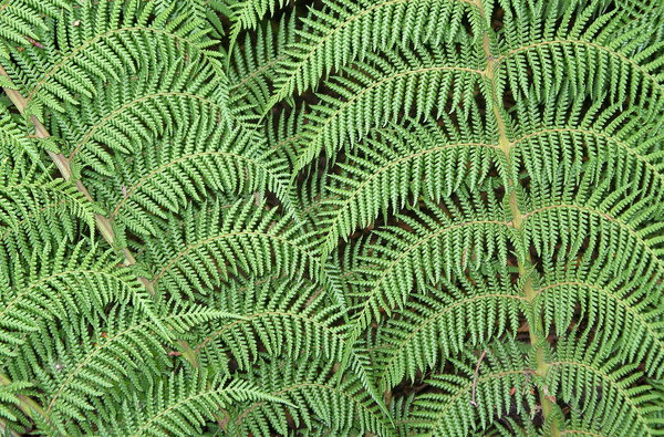 ferns