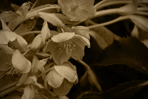 Hellebore