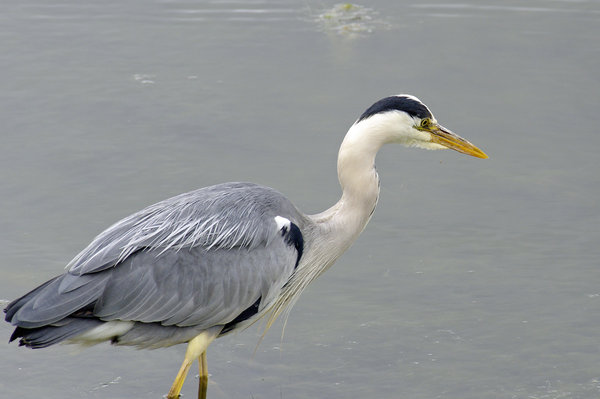 Heron