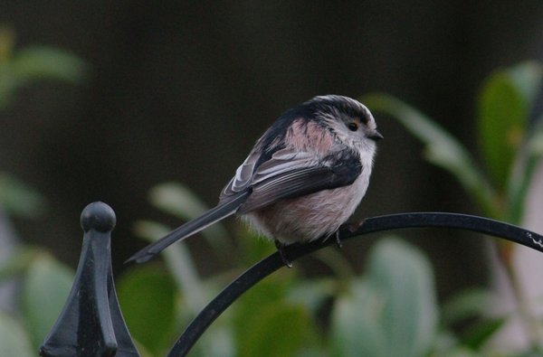 long tail tit