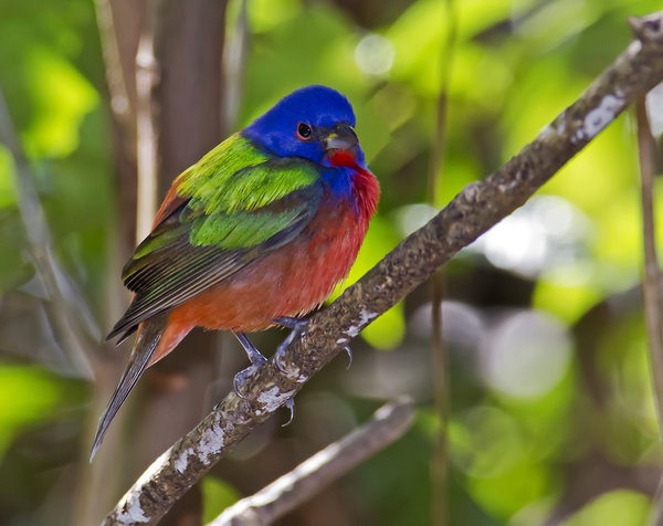 Male Painted Bunting