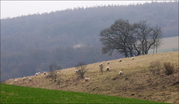 Mixed Agriculture.