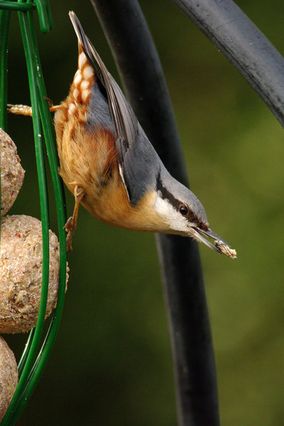 Nuthatch feeding on fat balls