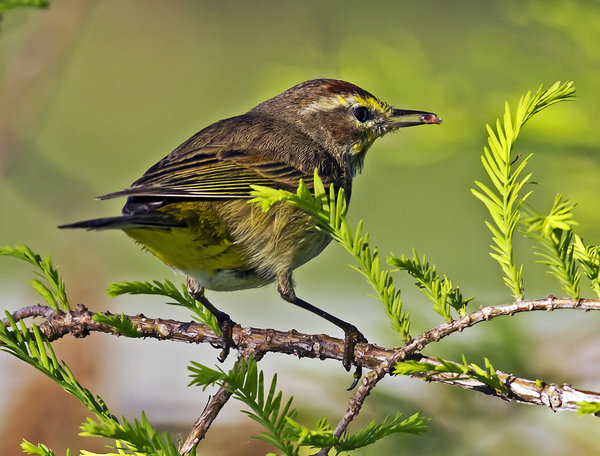Palm Warbler