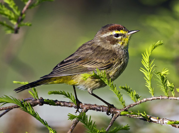 Palm Warbler