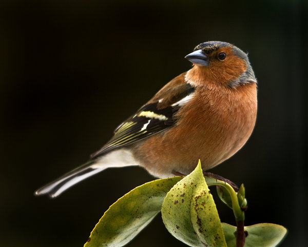 Perched