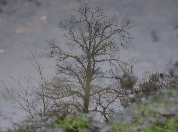 Puddle tree