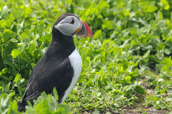 Puffin on Farne Islands