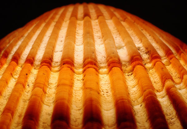 Scallop Shell