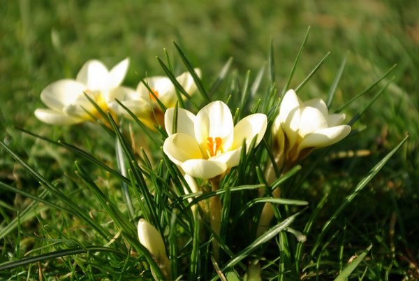Shining Crocus