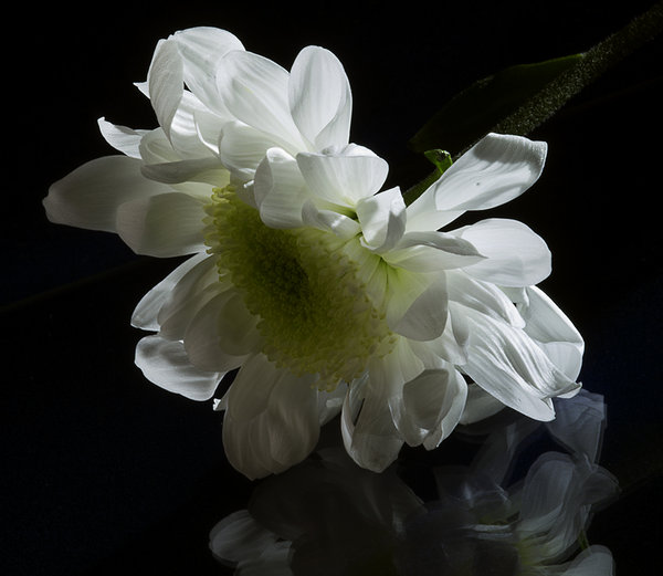 Spray Chrysanthemum