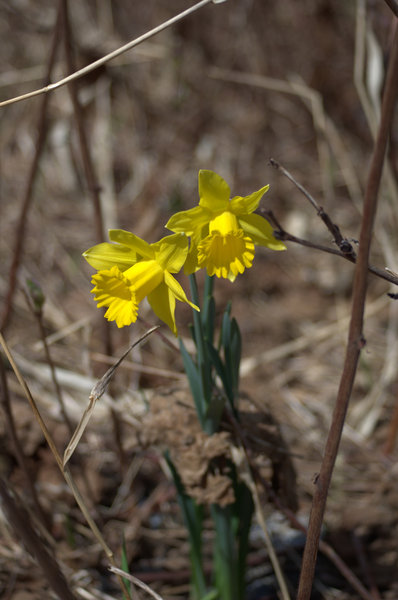 Spring