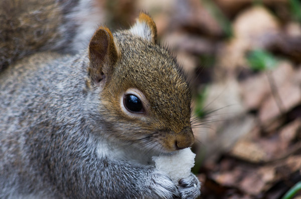 Squirrel shots
