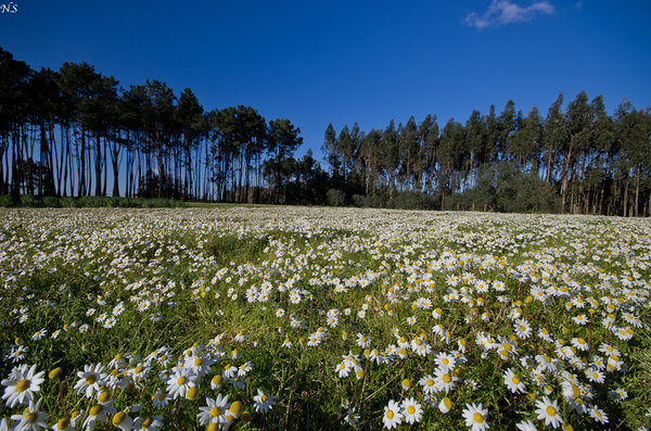 The Spring is coming