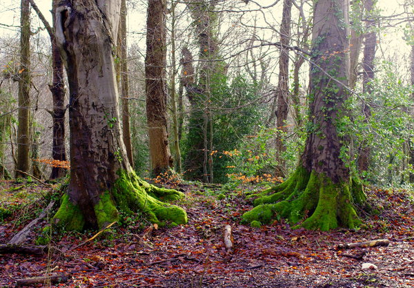 Tree feet