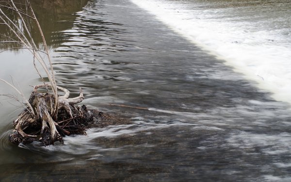 Tree stump in the snow melt