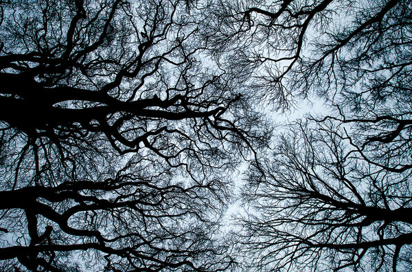 Winter Tree Tops