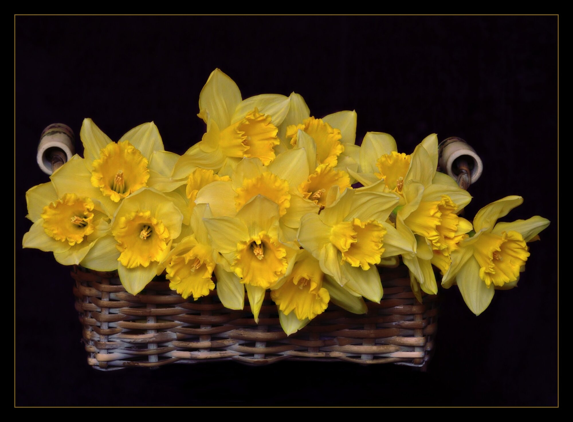 A basket full of Daffs