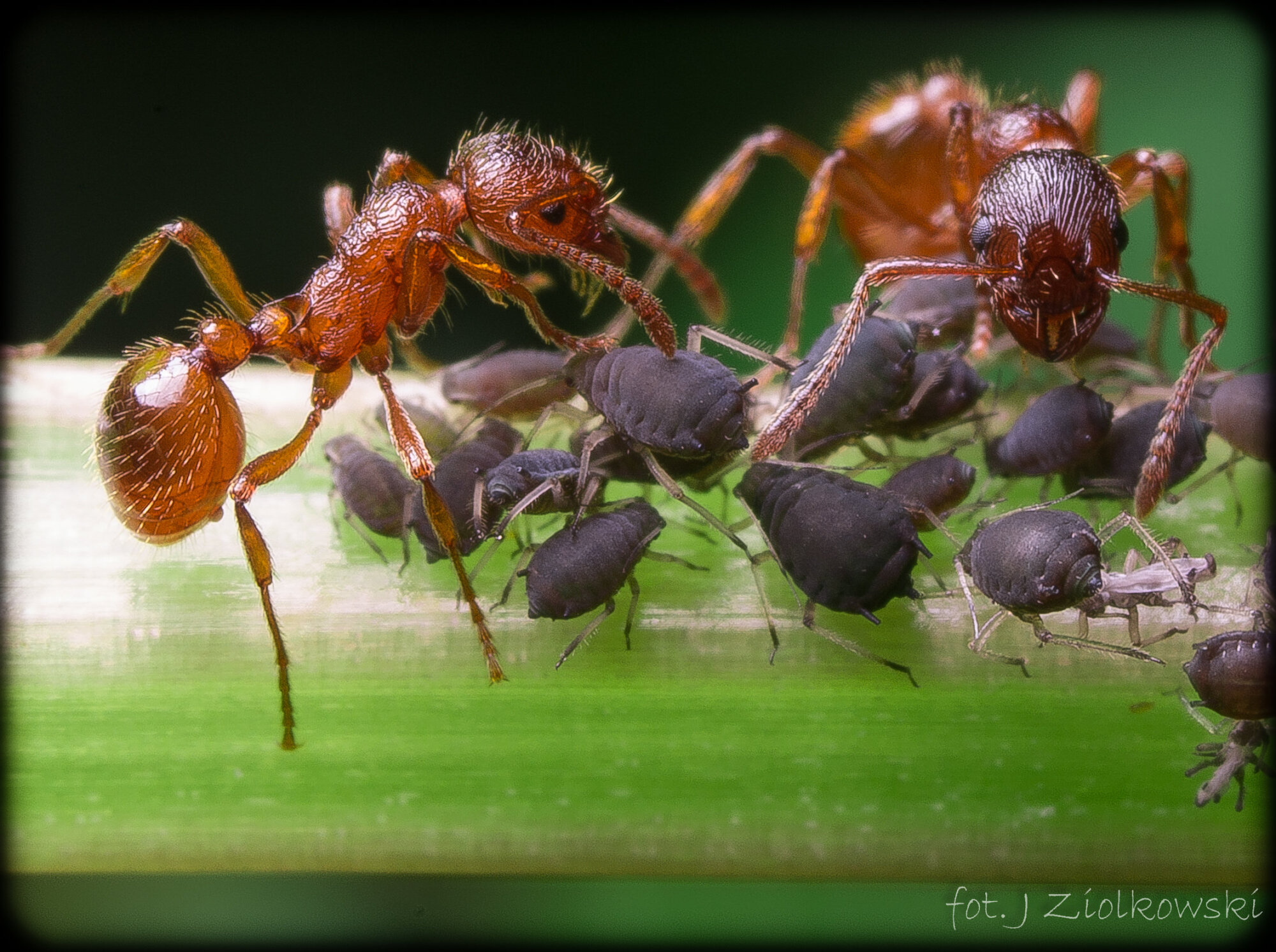ants