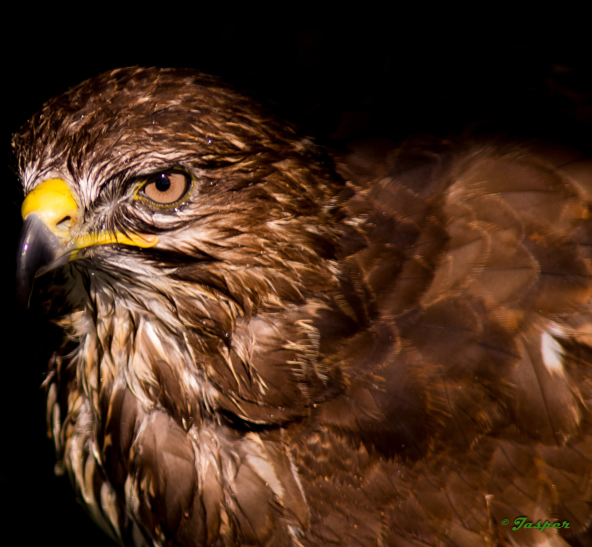 Common Buzzard