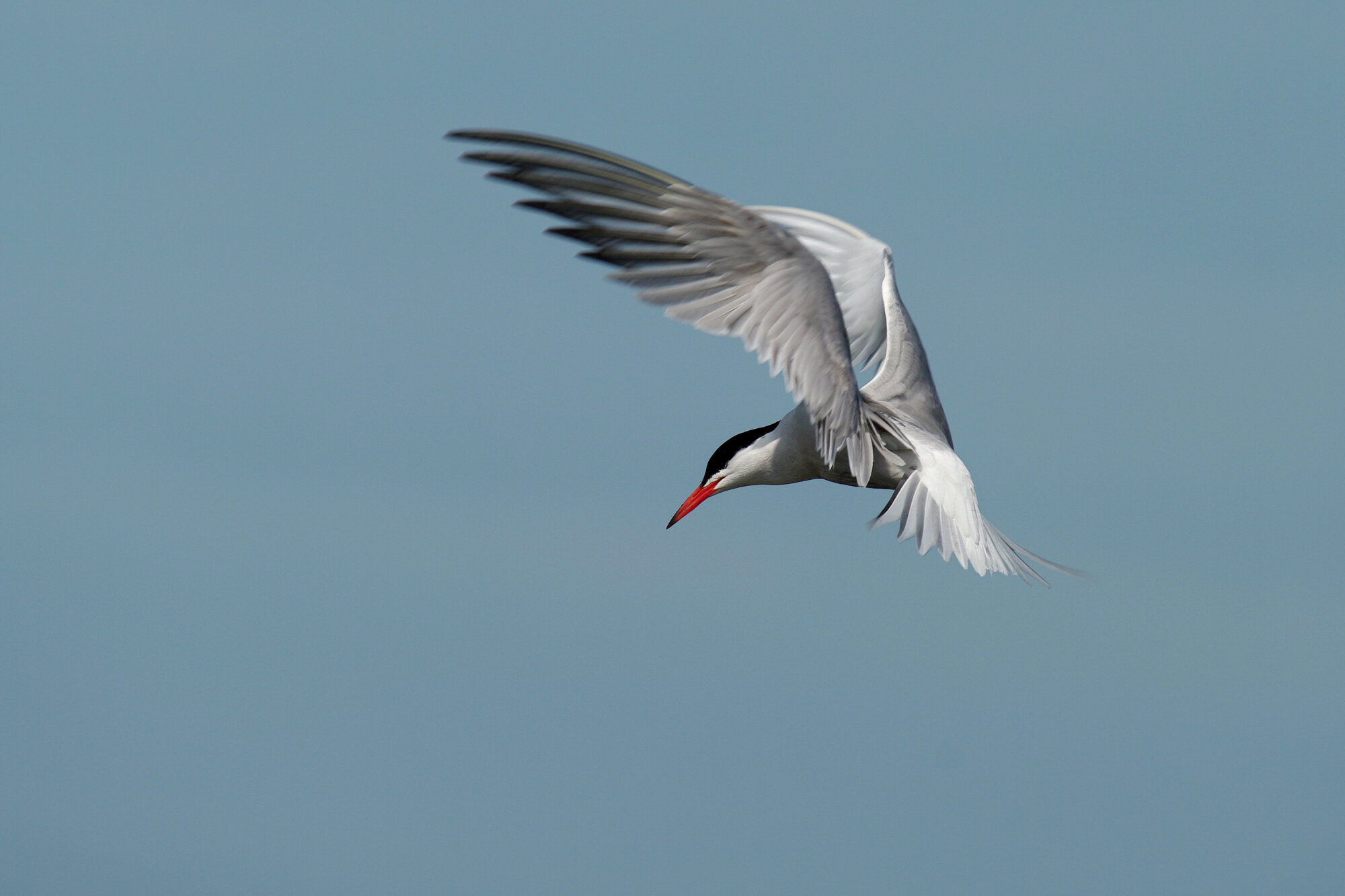 Common Tern