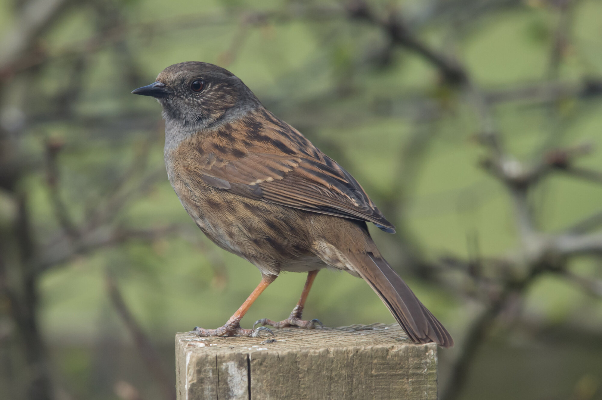 Dunnock