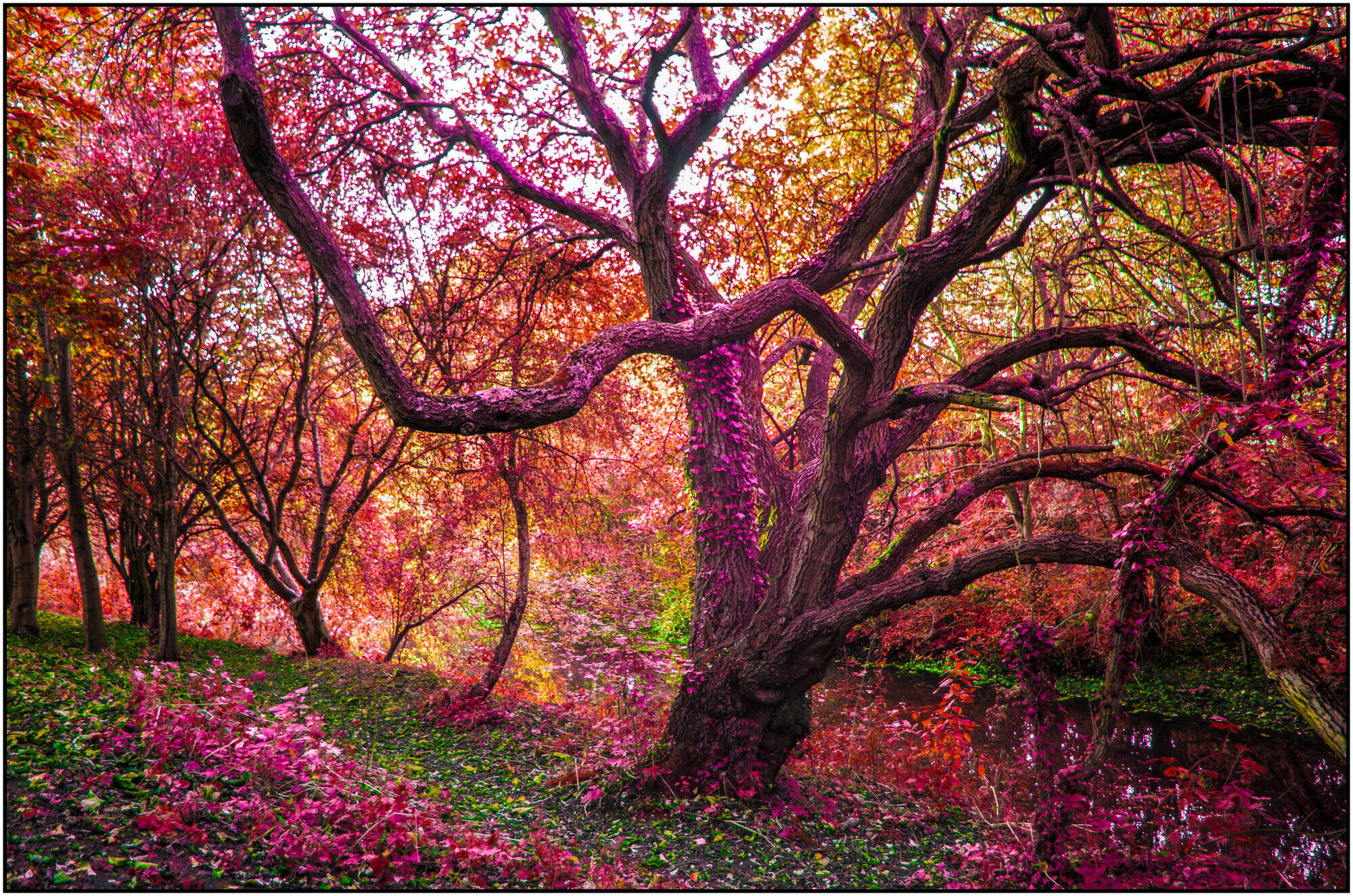 Magic Tree