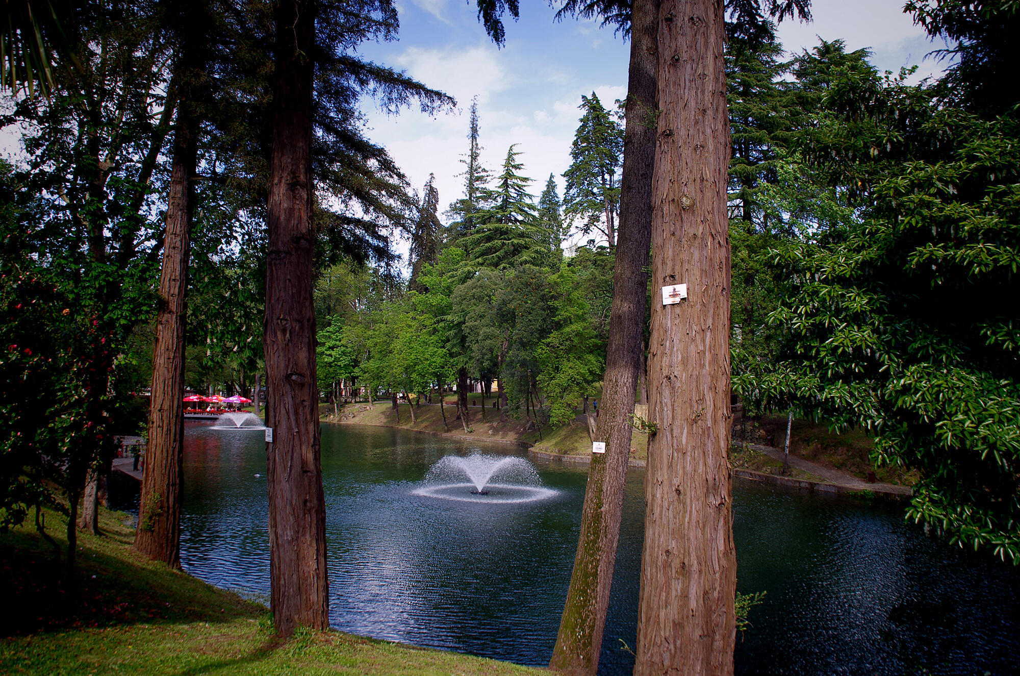 Pentax Forest