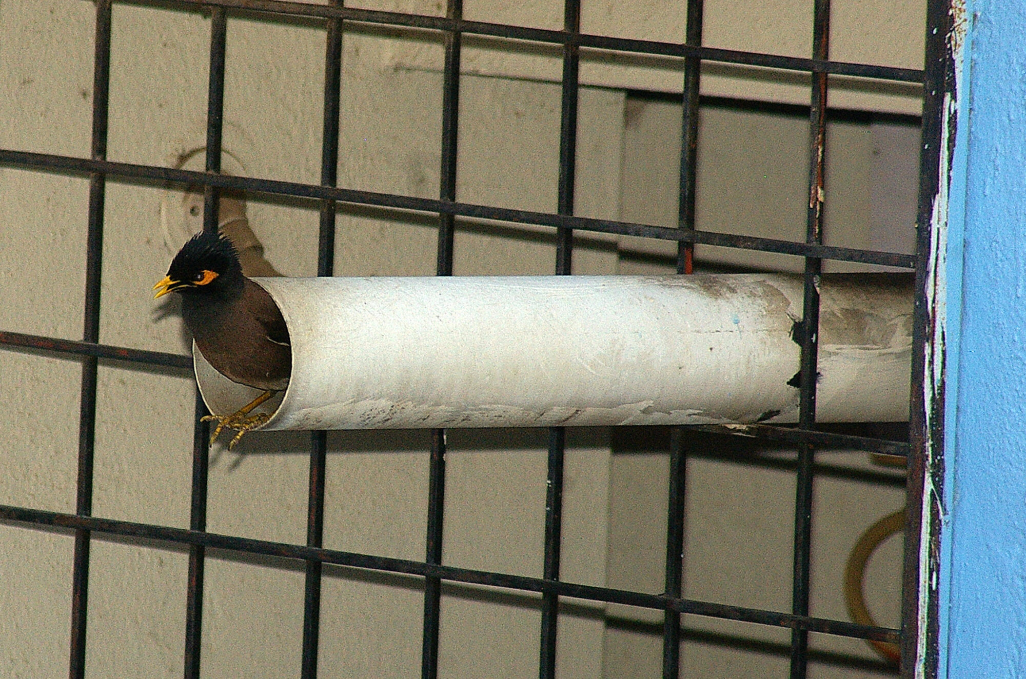 Pipedream