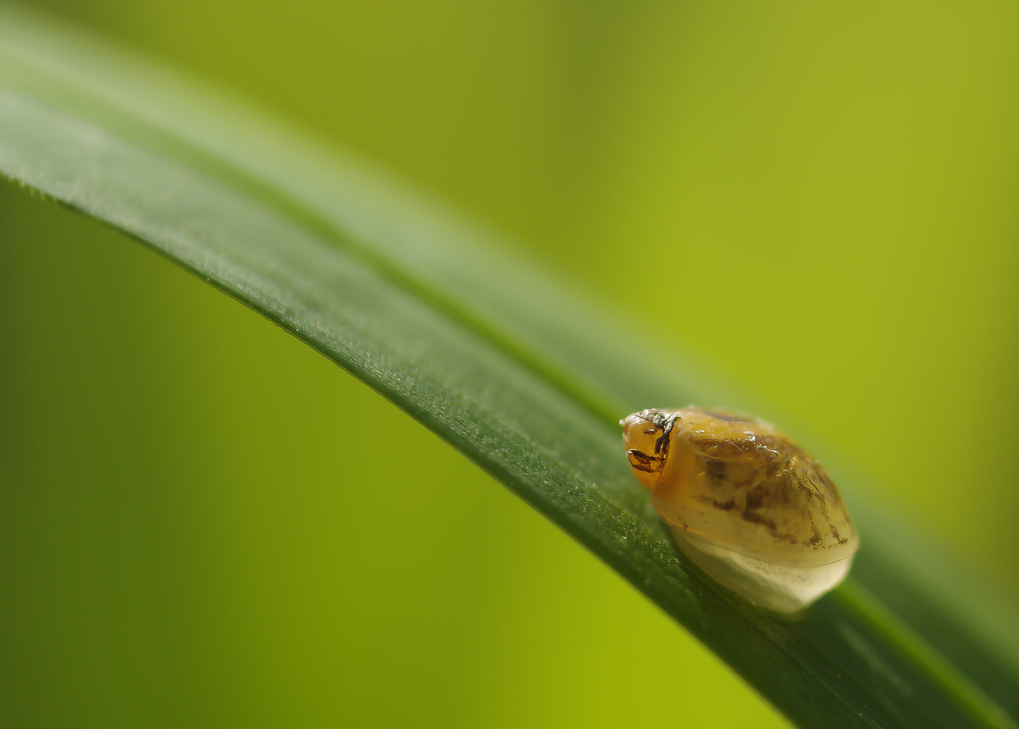 shell