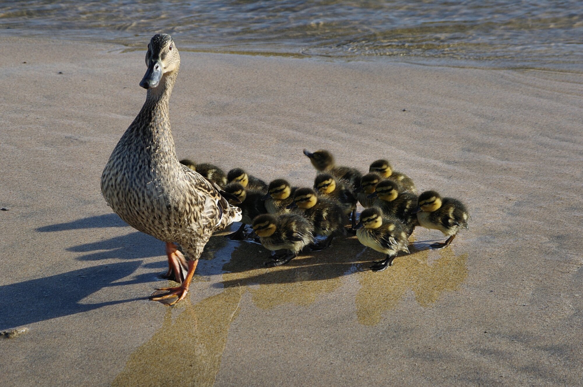 Trainee Ducks