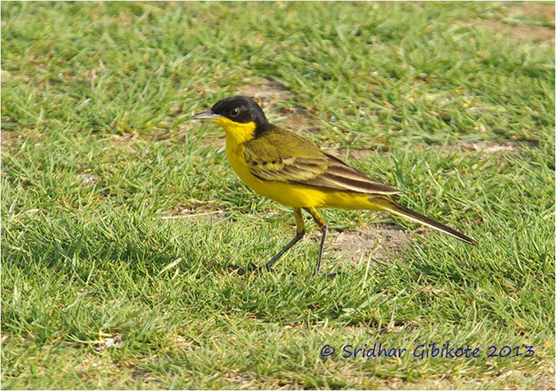 Black-Headed Wagtail