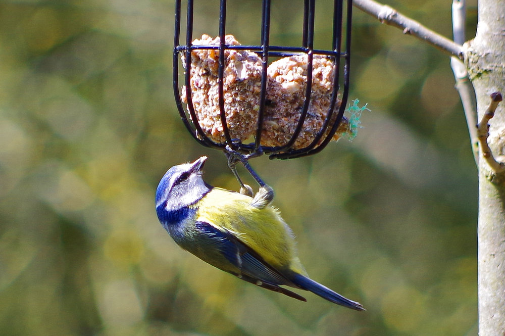 blue tit