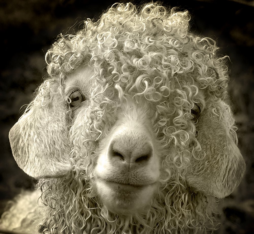 Curly Headed Sheep