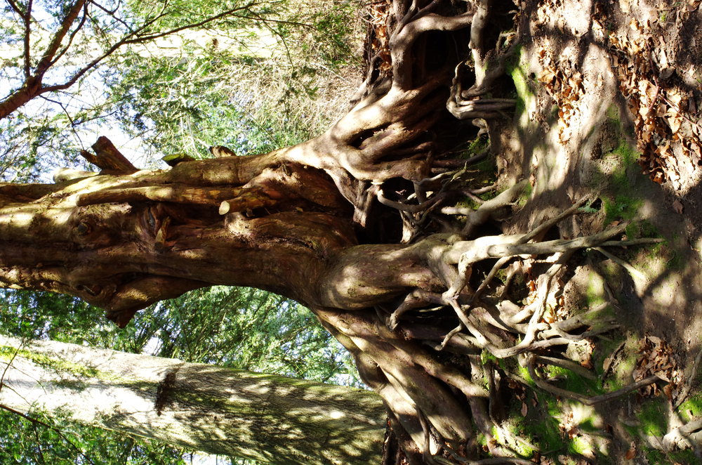 exposed tree roots