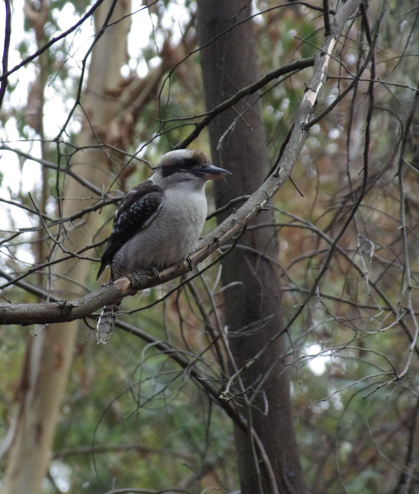 Kookaburra