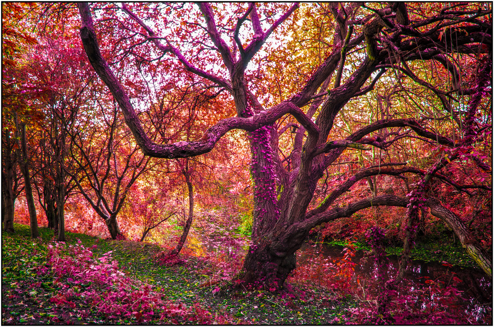 Magic Tree