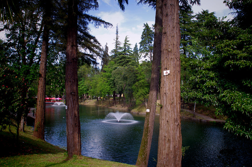 Pentax Forest