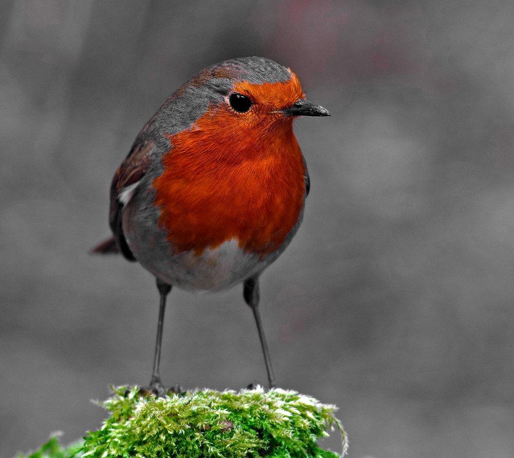 Red Red Robin