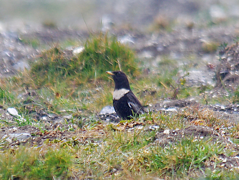 Ring Ouzel in Wiltshire.