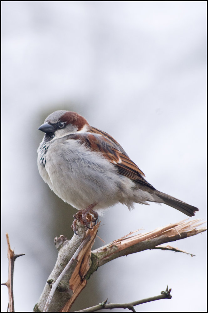 sparrow
