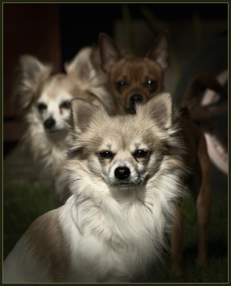 The Three Amigos