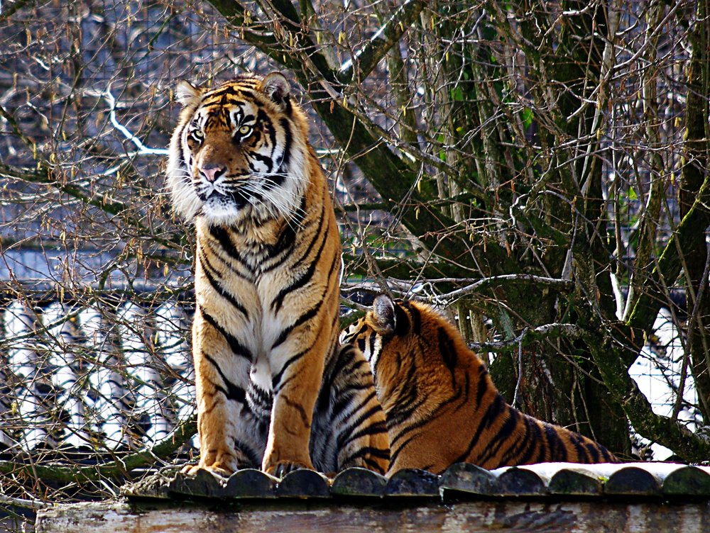 Tigers at Belfast Zoo