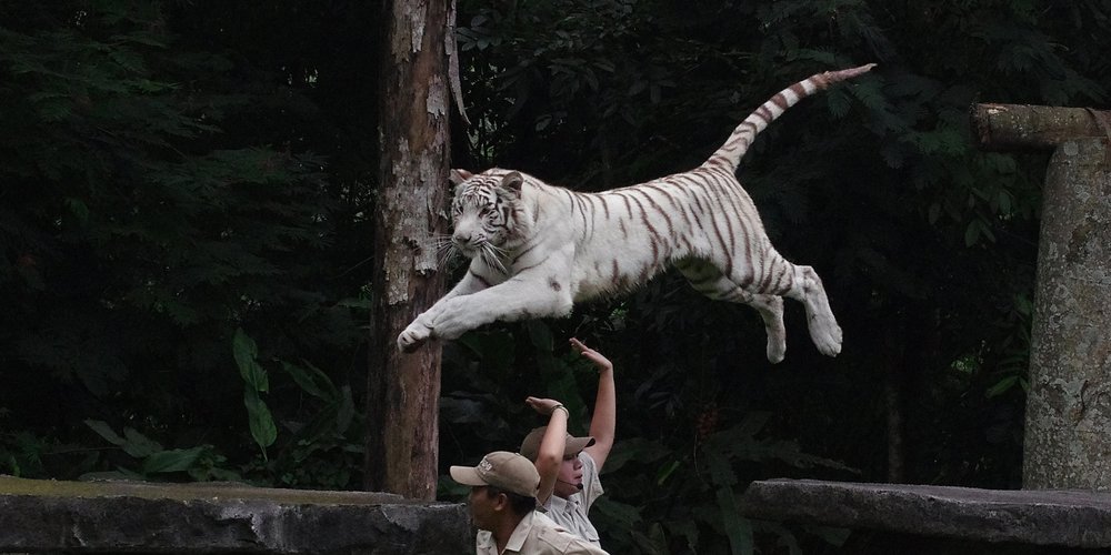 Viewing Photo white tiger can('t) jump....?? Pentax User